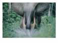 A panned view of an African forest elephant