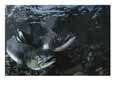 Salmon Gather in a Stream to Spawn