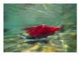 A Blurry View of a Red Salmon