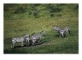 Five Zebras on Grassy Plain