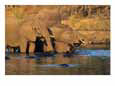 African elephants drinking at a water hole Animals Elephants