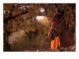 Horse in the Country at Sunset