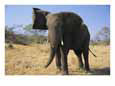 A close view of an African elephant Animals Elephants