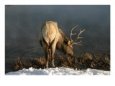 Bull Elk (Cervus Elaphus) Drinking, Yellowstone NP