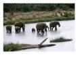 Adult Elephants with Young Crossing River