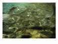 Steelhead Salmon Molts at Feeding Time at a Fish Hatchery in Idaho