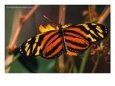 Danalid Butterfly, Costa Rica