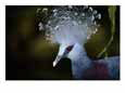 A portrait of a captive Victorian crowned pigeon