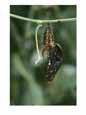A passionflower butterfly pupa struggles to unleash itself from its transparent chrysalis