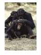 Two chimpanzees groom each other in Gombe Stream National Park