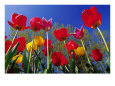 Poppies