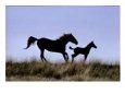 A mare with her colt.
