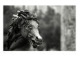 Statue of War Horse