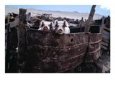 Pigs Looking Out Of Pen, Ilave, Puno, Peru