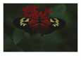 A close view of a red and white butterfly on a red flower