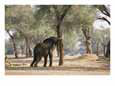 An African elephant pushes against an ana tree