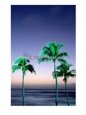Palms at Dusk, Poipu, USA