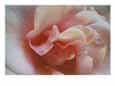 A close-up of a flower