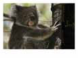 A koala bear clinging to a tree trunk.