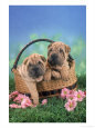 Two Puppies Sitting in Basket