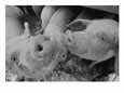 Close view of two young pigs