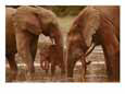 African forest elephants drink from a water hole
