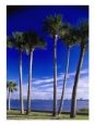 Sable Palm Along Riverside Drive, Port Orange