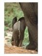 Elephant and Calf, Kenya