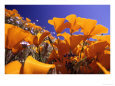 Poppies, CA
