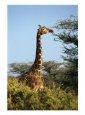 Reticulated Giraffe Eating Acacia, Samburu, Kenya Animals Elephants
