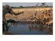 Elephant Chasing off Impala from Watering Hole, Savuti, Chobe National Park, Botswana Animals Elephants