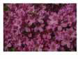 A burst of pink azalea blossoms