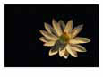A white water lily opened to the light