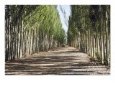 A Walkway in China Scenic Streets & Roadways