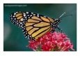 Monarch Butterfly On A Pink Flower At The White River Gardens, Indianapolis, Indiana, U.S.A.