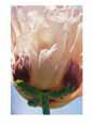 A Close View of a Poppy Flower