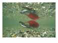 Red and Green Male Sockeye Salmon in Spawning Color, Summit Lake