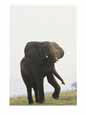 An African elephant in a threatening stance