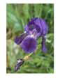 Close View of an Iris