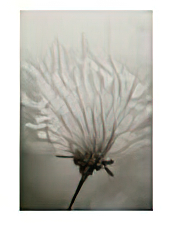 Close View of a Feathery Seed Pod
