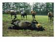 Mares in a pasture wear muzzles to prevent eating of caterpillars