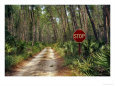 Central Florida, Stop sign, Ocala Forest Road