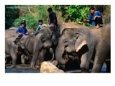 Handlers Sitting on Their Elephants, Chiang Mai, Thailand