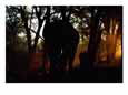 African elephant in the forest at dusk