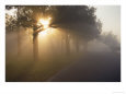 Sun Shining Through Trees Along Foggy Road