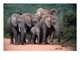Elephant Family, Addo Elephant National Park., Eastern Cape, South Africa
