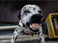 A dog shows his disapproval at having its picture taken.