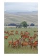 Deer Farming, Canterbury Plains, New Zealand