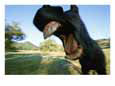 A close view of a yawning horses wide open mouth