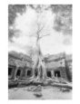 Ta Prohm Tree, Angkor, Cambodia